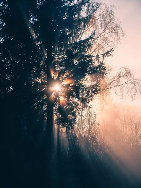 Eine Vertikale Aufnahme Von Bäumen Wald Bei Sonnenaufgang — Stockfoto