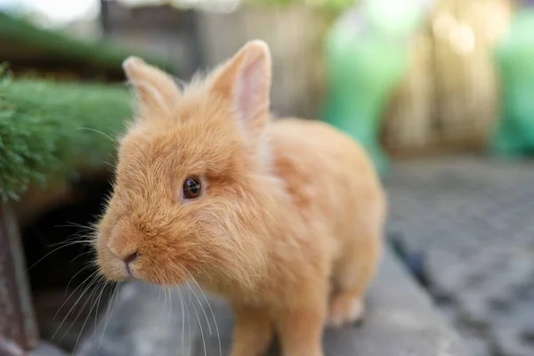 Eine Nahaufnahme Eines Niedlichen Beigen Hasen Auf Verschwommenem Hintergrund — Stockfoto