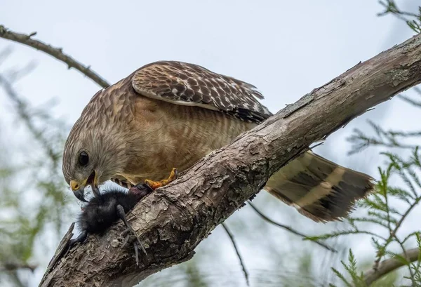 Red Shouldered Hawk Buteo Lineatus Tree Branch — Stock Photo, Image