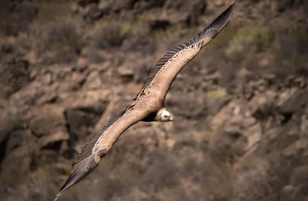 Een Hoge Hoek Shot Van Een Griffon Gier Vogel Vliegende — Stockfoto