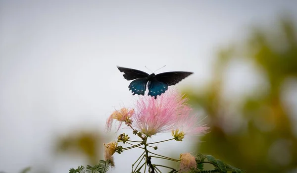 Closeup Shot Beautiful Butterfly Albizia Garden — Stock Photo, Image