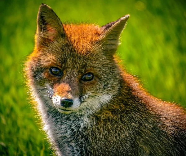 Close Shot Ginger Fox Blur — Stock Photo, Image
