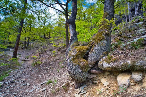 Arbre Avec Deux Troncs Épais Mousses Vieilles Racines Dans Forêt — Photo