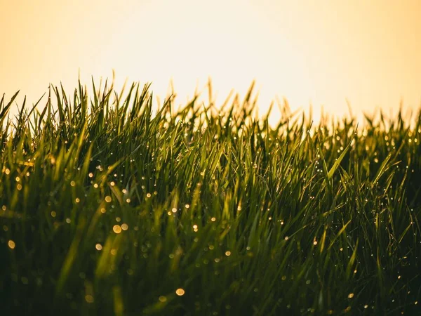 Selective Focus Shot Green Grass Water Drops — Fotografia de Stock