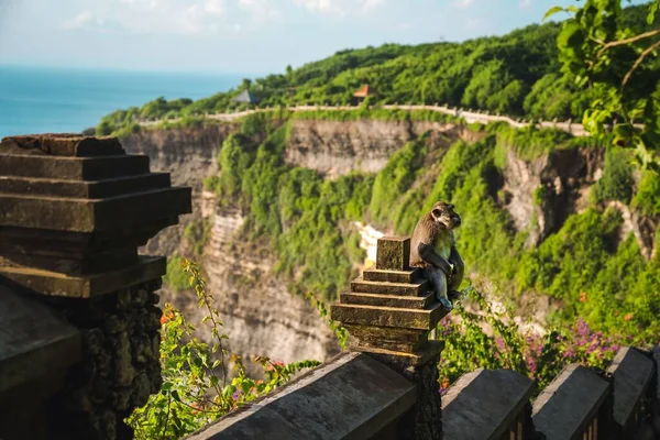 Urocza Małpa Siedzi Betonowych Balustradach Świątyni Uluwatu Bali — Zdjęcie stockowe