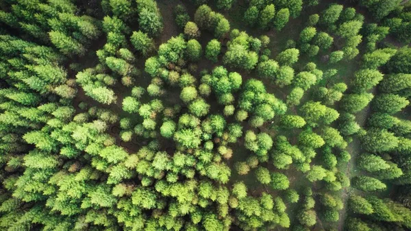 Uma Vista Superior Uma Densa Floresta Coníferas — Fotografia de Stock