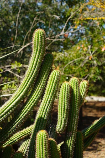 Tiro Vertical Cactos Espinhosos — Fotografia de Stock