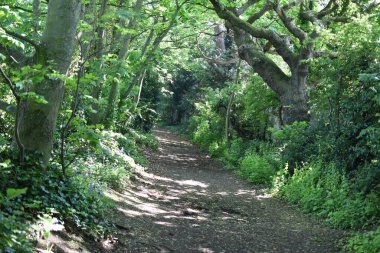 Ormanda ağaçlarla çevrili güzel bir patika manzarası ve dallardan gelen güneş ışığı.