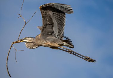 Dallarla uçan büyük bir mavi balıkçıl, Florida 'nın sulak alanları üzerinde yuva malzemesi.