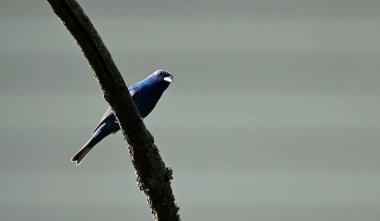 Yoldan geçen bir caerulea Ağaç dalında oturuyor