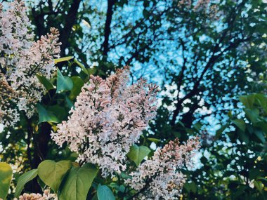 Güneşli bir günde beyaz ağaç çiçek açar.