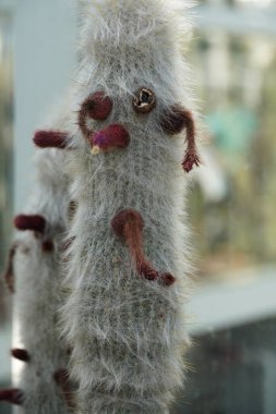 Gümüş meşale ya da yün meşale olarak da bilinen kistocactus strausii 'nin dikey çekimi.