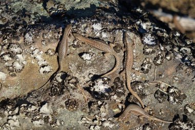 Zeminde taşlı kertenkelelerin yakın çekimi.