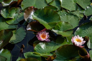 Göldeki nilüferlerin üst görüntüsü, arka planlar için harika.