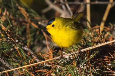 Doğada tünemiş bir Wilson Warbler.