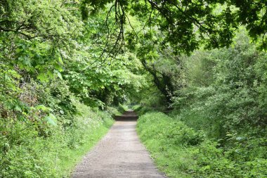 Güneşin altında, her iki taraftaki ağaçlarla çevrili bir ormanın güzel manzarası.