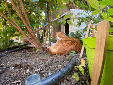 Bahçede kahverengi bir kedi