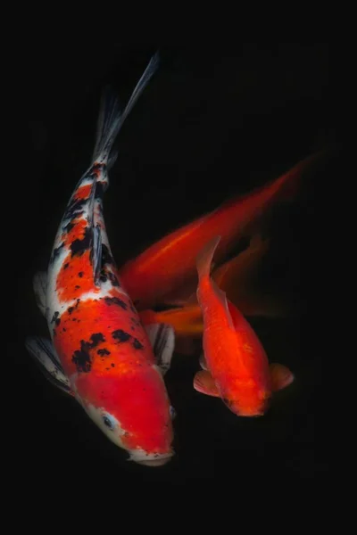 Вертикальный Снимок Пунктирной Маленькой Рыбки Кои Плавающей Воде Темноте — стоковое фото