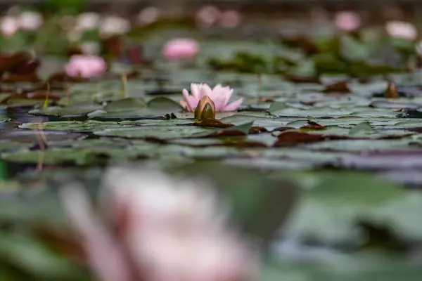 Selective Focus Shot Water Lilies Lake Great Backgrounds — Stock Photo, Image