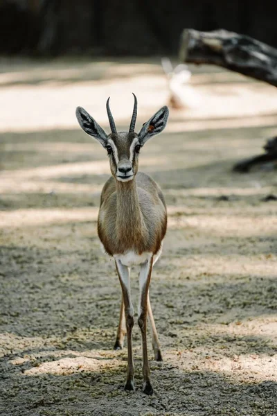 Une Belle Gazelle Pleine Nature — Photo
