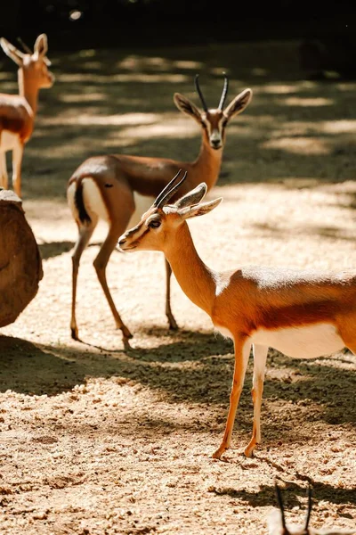 Les Belles Gazelles Dans Désert — Photo