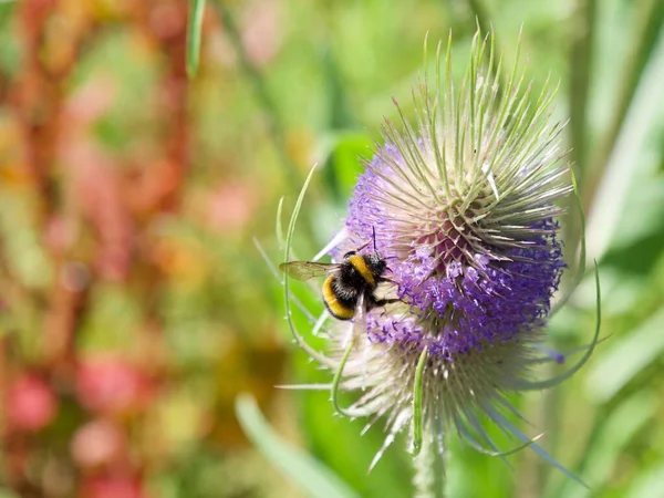 Nahaufnahme Einer Biene Auf Einer Distelblume — Stockfoto