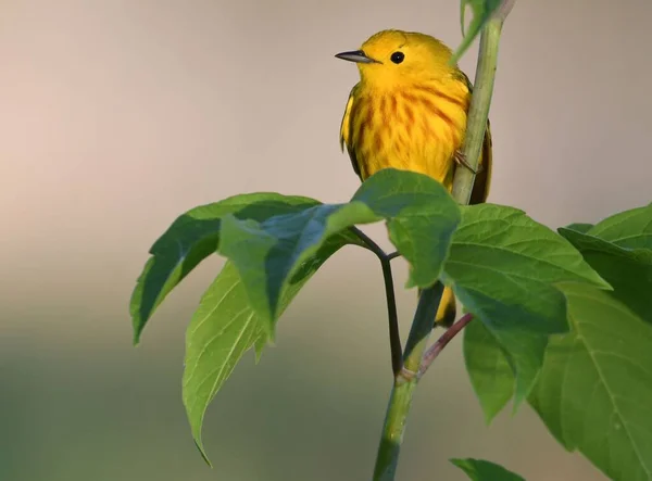 Une Paruline Jaune Amérique Perchée Sur Une Plante — Photo