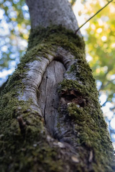 Uma Visão Baixo Ângulo Tronco Árvore Coberto Com Plantas — Fotografia de Stock