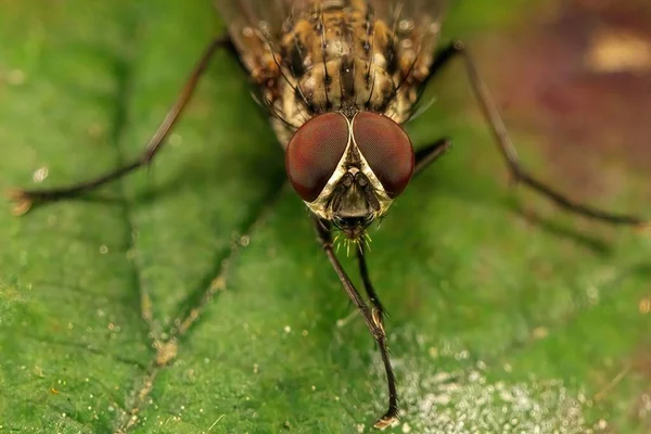 Hylemya Fly Green Leaf — Stock Photo, Image