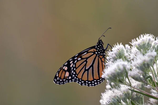 Papillon Monarque Assis Sur Des Fleurs Blanches — Photo