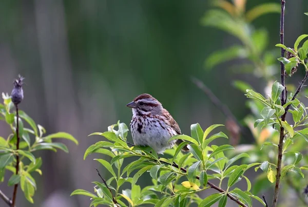 House Sparrow Perched Plant Branch — Stock Photo, Image