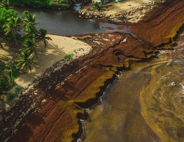 Natural View Mossy Muddy Shore Caribbean — Stock Photo, Image