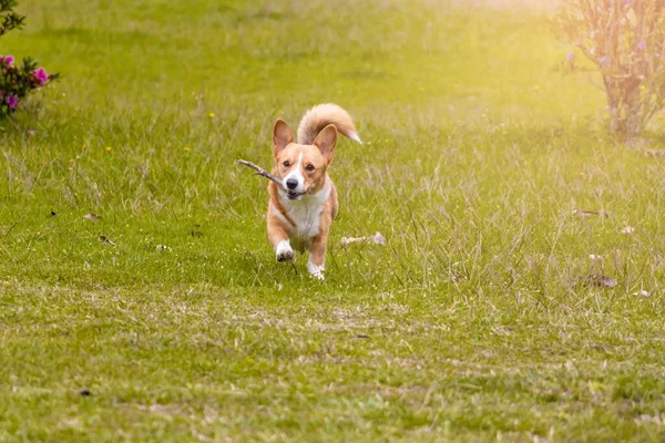 Вид Милой Собаки Веткой Рту Поле — стоковое фото