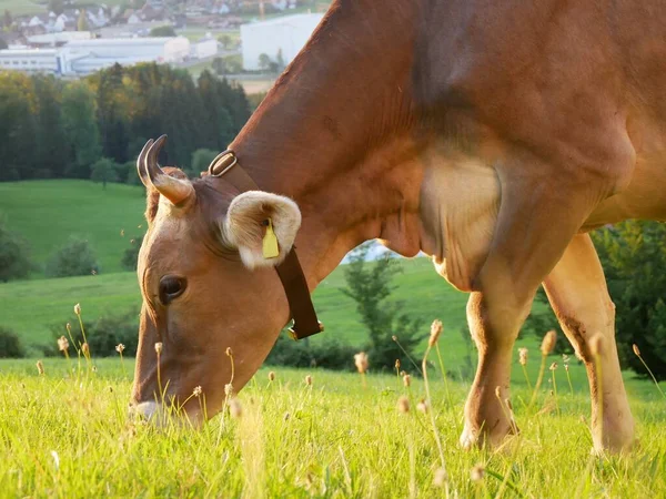 Beautiful Photo Swiss Cows Walking Meadow — Stock Photo, Image