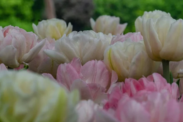 Eine Nahaufnahme Von Rosa Und Weißen Tulpen — Stockfoto