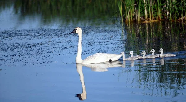 Ein Schwan Mit Cygnets Schwimmt Einem See — Stockfoto