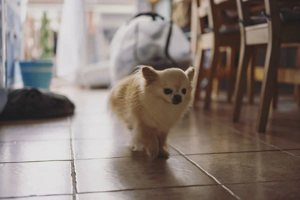 ポメラニアの犬が家の中を歩く — ストック写真