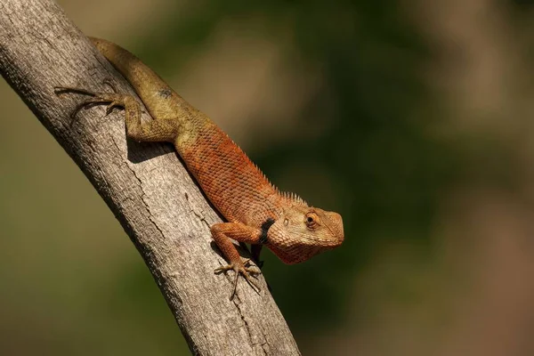 Objectif Sélectif Lézard Jardin Oriental — Photo