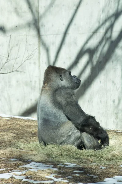 Egy Függőleges Felvétel Egy Gorilláról Amint Állatkertben Fűben — Stock Fotó