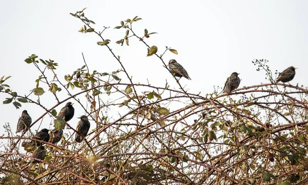 Scenic View Group Starlings Perched Wooden Tree Branches Daylight — Stock Photo, Image