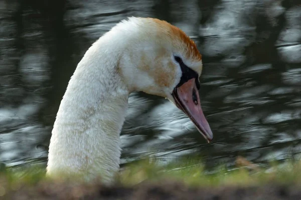 Eine Nahaufnahme Des Kopfes Eines Schwans Einem Verschwommenen See Hintergrund — Stockfoto