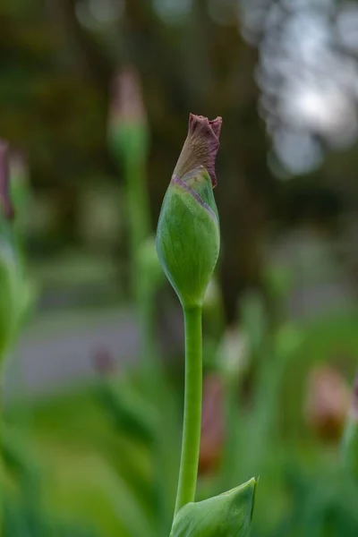 Plan Vertical Bourgeon Floral Dans Jardin — Photo