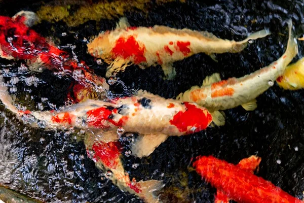 Sebuah Gambar Atas Koi Ikan Berenang Air — Stok Foto