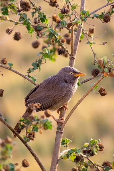 Primer Plano Balbuceador Pico Amarillo Pie Sobre Una Rama Árbol — Foto de Stock