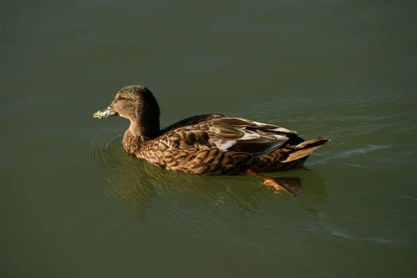 Duck Water Surface — 图库照片