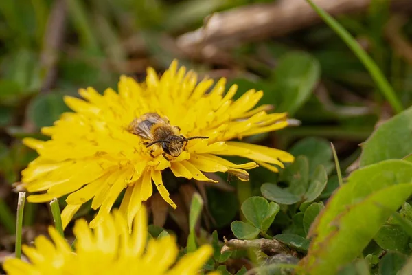 Een Macro Shot Van Een Bee Verzamelend Stuifmeel Van Een — Stockfoto