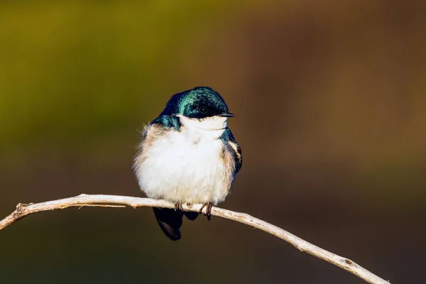 Pájaro Golondrina Posado Árbol — Foto de Stock