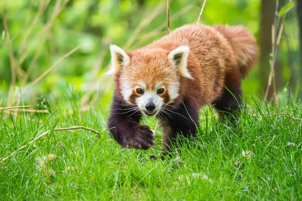 Egy Vörös Panda Sétál Fűben — Stock Fotó