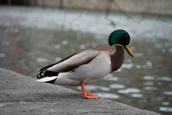 Pato Mallard Macho Empoleirado Costa — Fotografia de Stock