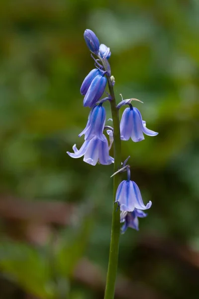 Plan Vertical Bluebells Fleurs Sur Une Prairie — Photo